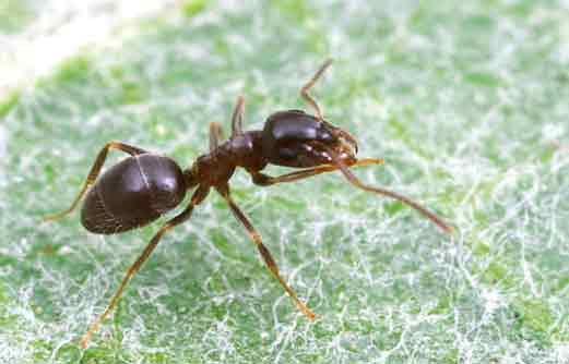 empresa-para-matar-hormigas-en-coruna