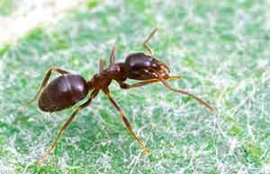 plagas-de-hormigas-en-coruna