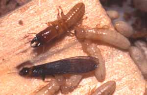 plagas-de-termitas-en-coruna